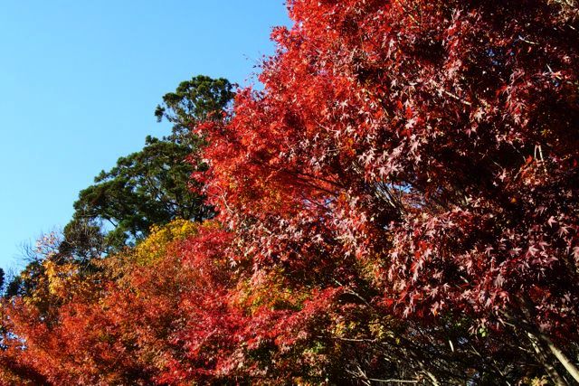 0262 Mitto Nikko Aizu Marjolein op bezoek - 00010