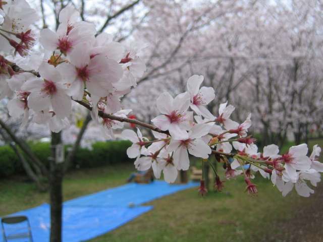 plaats_reservering_sakura_festival